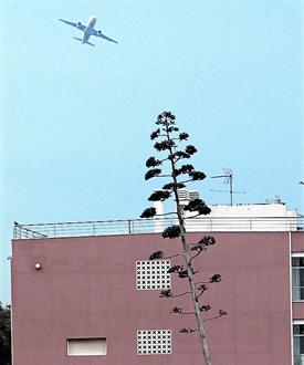 Imatge d'un avi girant prcticament sobre Gav Mar desprs d'enlairar-se per la tercera pista de l'aeroport de Barcelona-El Prat